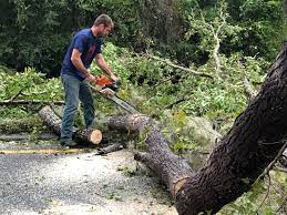 Best Palm Tree Trimming  in Pocomoke City, MD