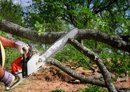 Best Landscape Design and Installation  in Pocomoke City, MD