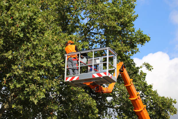 Best Tree Cabling and Bracing  in Pocomoke City, MD