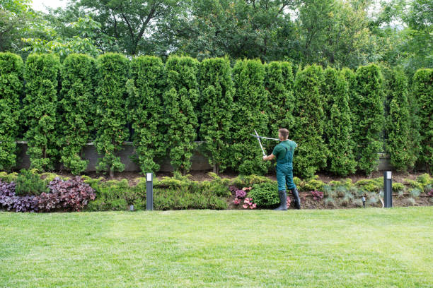 Best Tree Health Inspection  in Pocomoke City, MD
