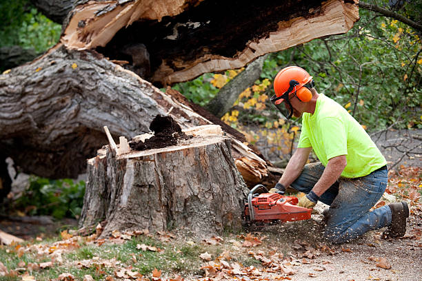 Best Storm Damage Tree Cleanup  in Pocomoke City, MD