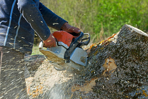 Best Tree Preservation Services  in Pocomoke City, MD