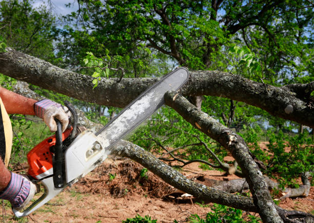 Trusted Pocomoke City, MD Tree Removal Experts